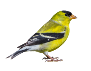 Bright Yellow American Goldfinch Isolated on White Background