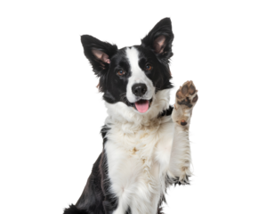 Friendly Border Collie Dog Raising Paw Isolated on White Background