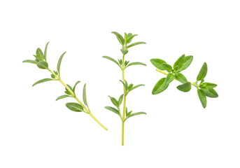 Isolated sprigs of fresh green thyme, a culinary herb for flavoring dishes, seasoning food