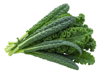 Isolated bundle of Lacinato Kale with curly green leaves, healthy fresh raw vegetable