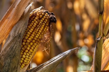 Maïs mûr : la grande culture d'Alsace assure le rendement pour l'alimentation animale et le biocarburant, CEA, Grand Est, France