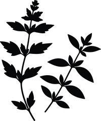 Silhouette vector black botanical plant foliage herbs design Illustrator