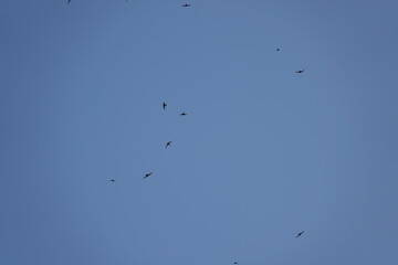 Small swallows flying above