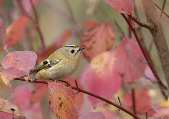 Goldcrest, regulus regulus. Autumn morning, a bird sits on a branch of a bush among beautiful leaves