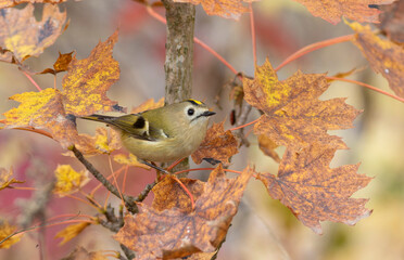 Goldcrest, regulus regulus. Autumn, a beautiful bird sits on a maple branch among yellow leaves.