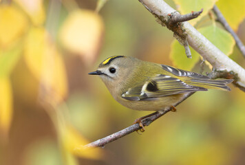 Goldcrest, Regulus regulus. A bird sits on a branch, beautiful autumn background