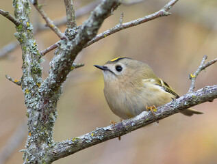 Goldcrest, Regulus regulus. Bird sitting on a beautiful branch, flat background