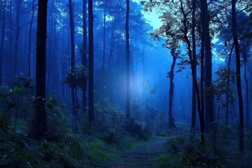 Fototapeta premium Rainforest in Thailand outdoors woodland nature.