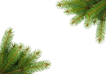 Christmas tree branches in the corners, isolated on transparent background