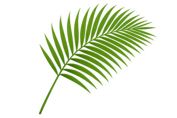 Obraz premium Green palm frond element, tropical leaf for summer, vacation, nature, and botanical designs, transparent background