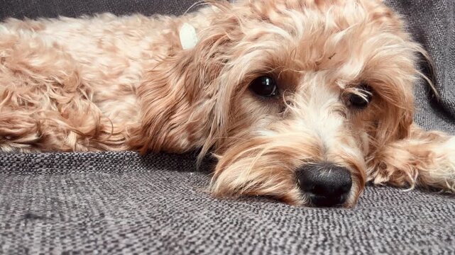 Adorable Puppy Close-Up on Couch with Gentle Eye Contact