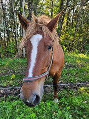 Fototapeta premium horse in the field
