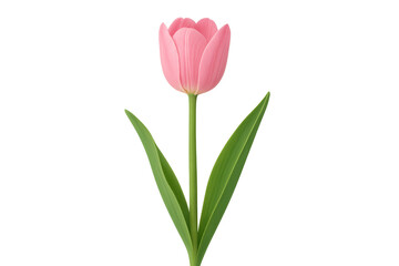 Pink tulip flower bud with green leaves