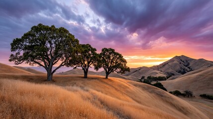 Majestic Oak Trees Silhouetted Against Vivid Sunset Sky Over Rolling Hills.