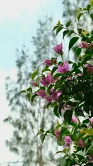 close up pink flowers tree blossom with green leaves