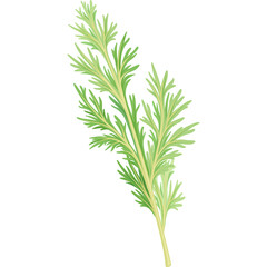 A delicate sprig of light green and yellow feathery foliage on a transparent background isolated botanical illustration with detailed leaf patterns and a thin stem