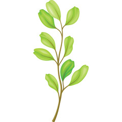A delicate green branch with multiple oval leaves against a transparent background with brown stem and subtle veins on leaves in natural light