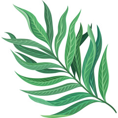 A Delicate Green Leafy Branch with Detailed Veins and a Transparent Background in a Studio Setting