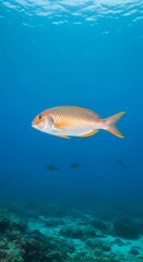 Solitary Emperor Fish Swimming in Clear Blue Ocean Waters.