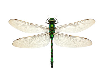 Isolated insect species Emerald Dragonfly, a flying insect with veined wings, a predatory bug
