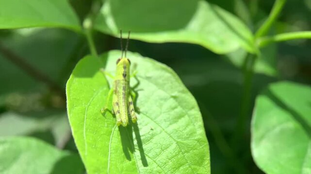 Macro shot of grasshopper insect