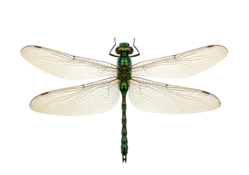 Isolated insect species Emerald Dragonfly, a flying insect with veined wings, a predatory bug