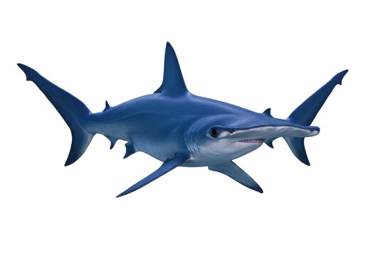 Isolated blue hammerhead shark swimming with open mouth in deep sea, top predator on ocean floor