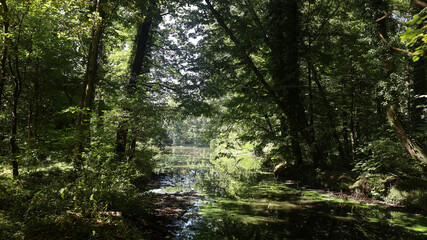 Fototapeta premium Rich greenery of park in Pszczyna Poland