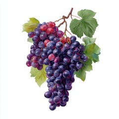 Fototapeta premium A watercolor illustration of a cluster of dark purple and red grapes with green leaves