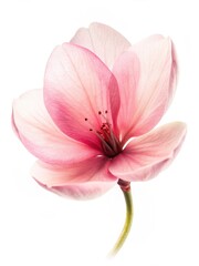 Delicate pink petals unfurl in a single cherry blossom against a stark white background