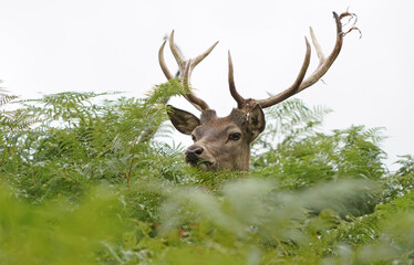 Naklejka premium Red Deer stag looking over bracken, Derbyshire, England 