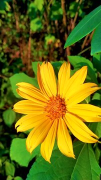 This beautiful Sunflower is Captured in Natural light, Showcasing its Bright Yellow Petals and Intricate Details. Yellow flower in the Outdoor garden. A Cinematic gentle breeze swaying. 