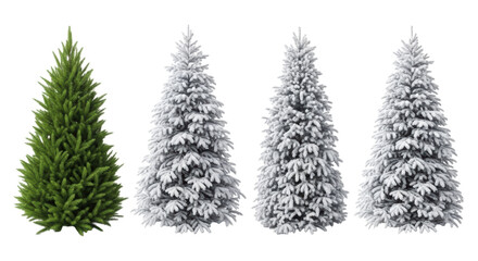 Obraz premium Six individual evergreen fir and spruce trees, some lush green, others snow-coated, isolated on a transparent background with soft studio lighting. Winter design concept