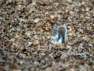 Grey Squirrel in Leaves
