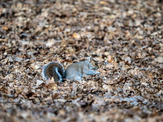Grey Squirrel Feeding in Leaves