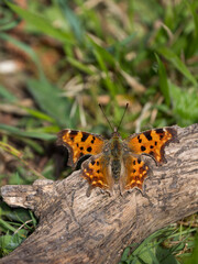 Comma Butterfly Resting. Wings Open