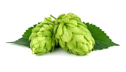 Obraz premium Fresh Green Hops with Leaves on White Background.