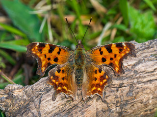 Comma Butterfly Resting. Wings Open