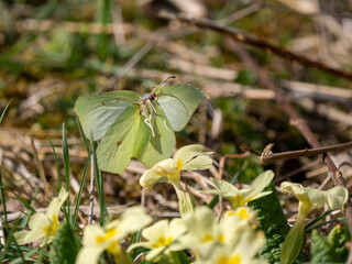 Brimstone Butterfly Flying Above a Primrose