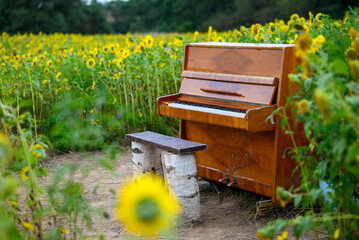 An upright piano with a wooden finish stands amidst a vibrant sunflower field. The sunflowers are tall and densely packed © Vitalijus
