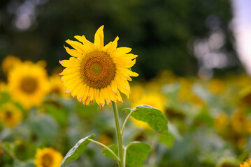 Sunflower in full bloom against a blurred background of similar flowers, indicating a sunflower field. 