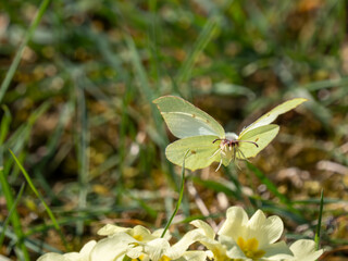 Brimstone Butterfly Flying Above a Primrose