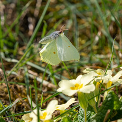 Brimstone Butterfly Flying Above a Primrose