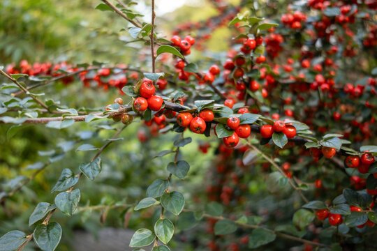 Close-up of cotoneaster branches with red berries and green leaves. - Powered by Adobe