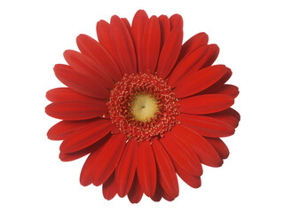 Vibrant red gerbera daisy radiating beauty and warmth against a pristine white canvas, perfect for adding a touch of joyful elegance, ideal for spring concepts