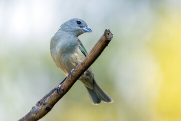 Grey bird. A Sayaca Tanager also know as sanhaço perched on the branch under rain. Species Thraupis sayaca. Birdwatching. Birding.