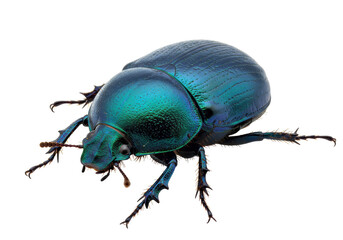 Isolated Beetle with iridescent shell in studio shot featuring its details, beautiful colors