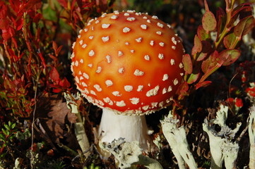 A beautiful fly agaric mushroom in the Lapland tundra on an autumn day.