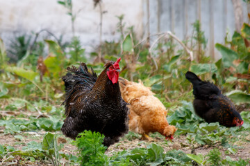hen and chickens