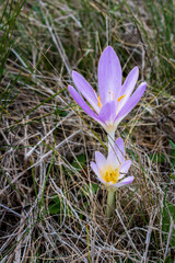 Autumn crocus blooming in dry grass
